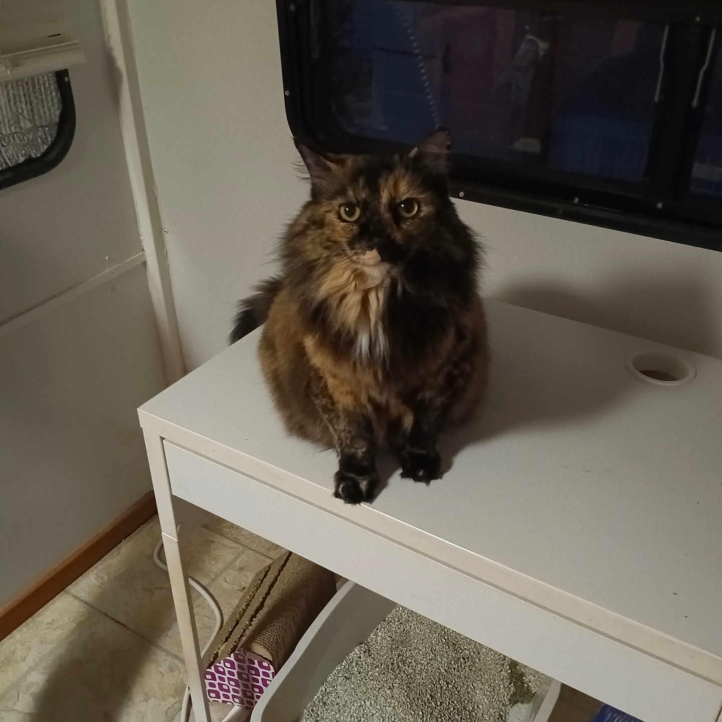 Babygirl is registered to the contest to win money with this photo: animal, cat, cat_litter, cat_scoop, cozy, curtain, domestic, feline, floor, fur, home, indoor, litter_box, looking, pet, sitting, table, tile_floor, tortoiseshell, window