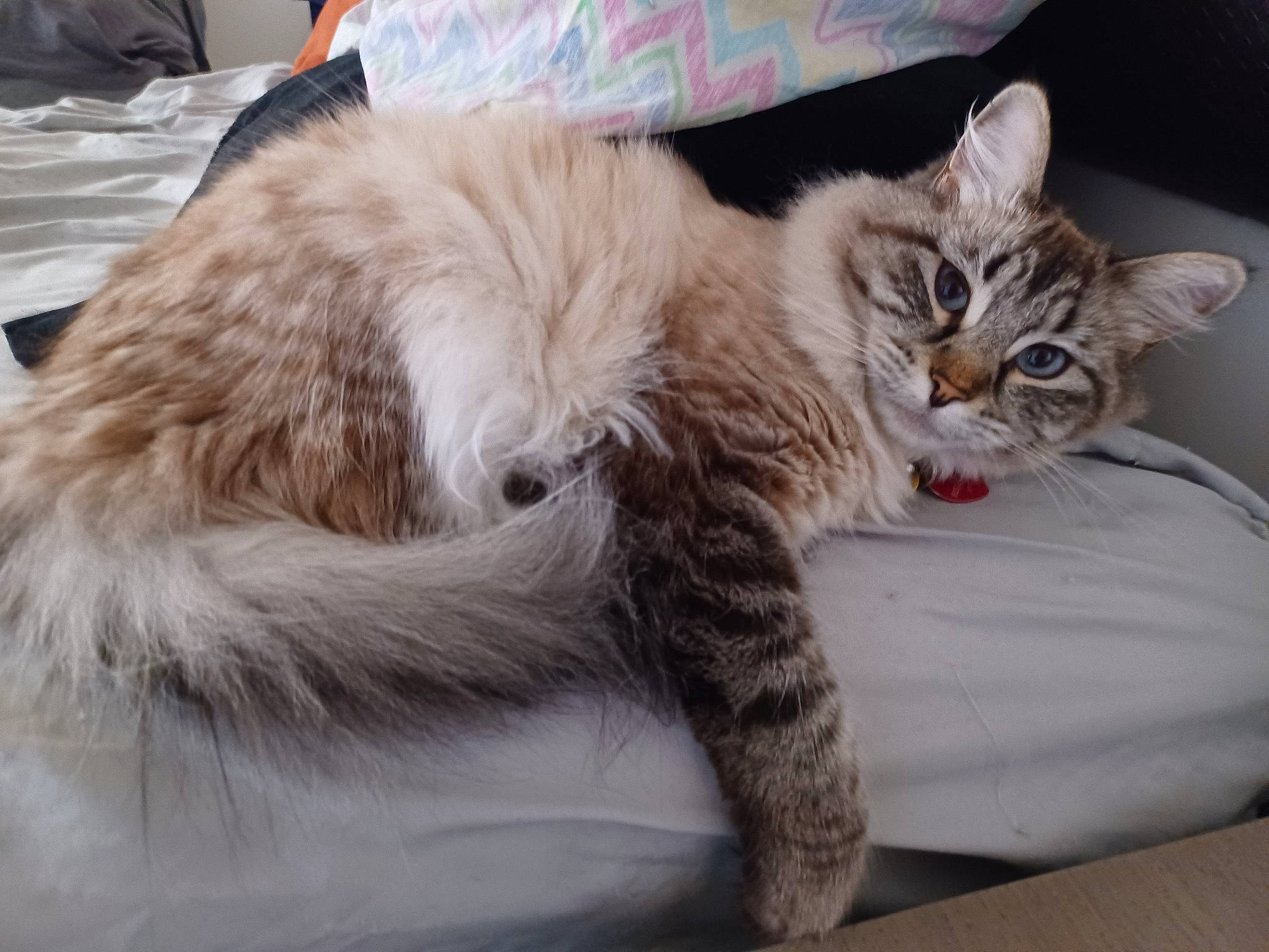 Marshmallow is registered to the contest to win money with this photo: bed, british_longhair, carnivore, cat, claw, comfort, domestic_short_haired_cat, fawn, felidae, fur, nap, paw, small_to_medium_sized_cats, snout, tail, terrestrial_animal, whiskers