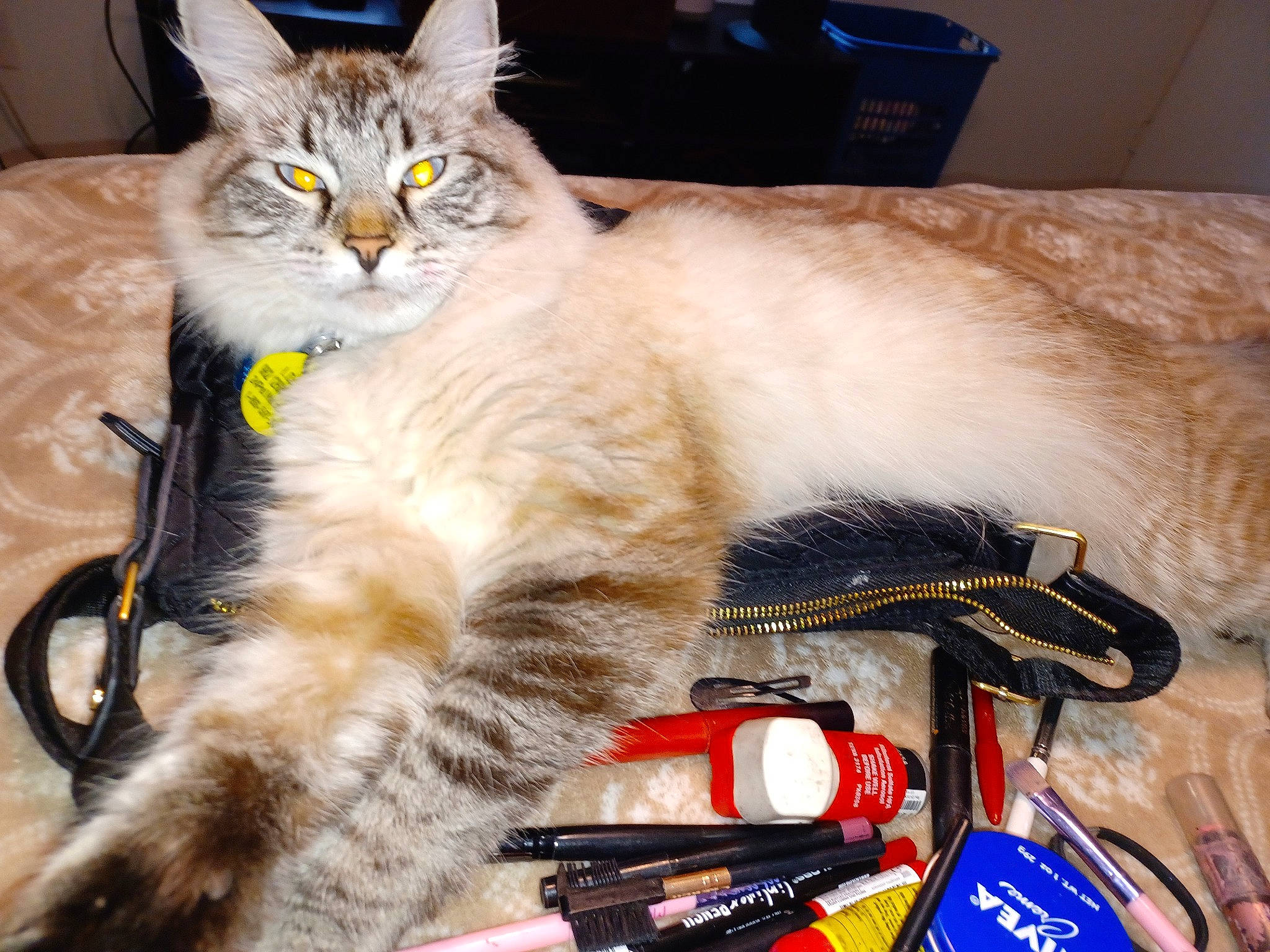 Marshmallow is registered to the contest to win money with this photo: bag, box, carnivore, cat, claw, comfort, domestic_short_haired_cat, fawn, felidae, fur, lap, luggage_and_bags, paw, small_to_medium_sized_cats, snout, tail, terrestrial_animal, vertebrate, whiskers