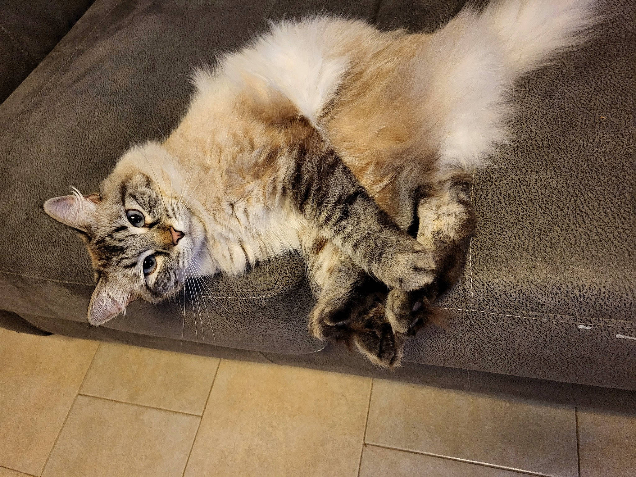 Marshmallow joined the competition — help win amazing prizes! carnivore, cat, claw, companion_dog, domestic_short_haired_cat, fawn, felidae, flooring, fur, grey, maine_coon, nap, paw, small_to_medium_sized_cats, snout, tail, terrestrial_animal, whiskers, wildlife, wood