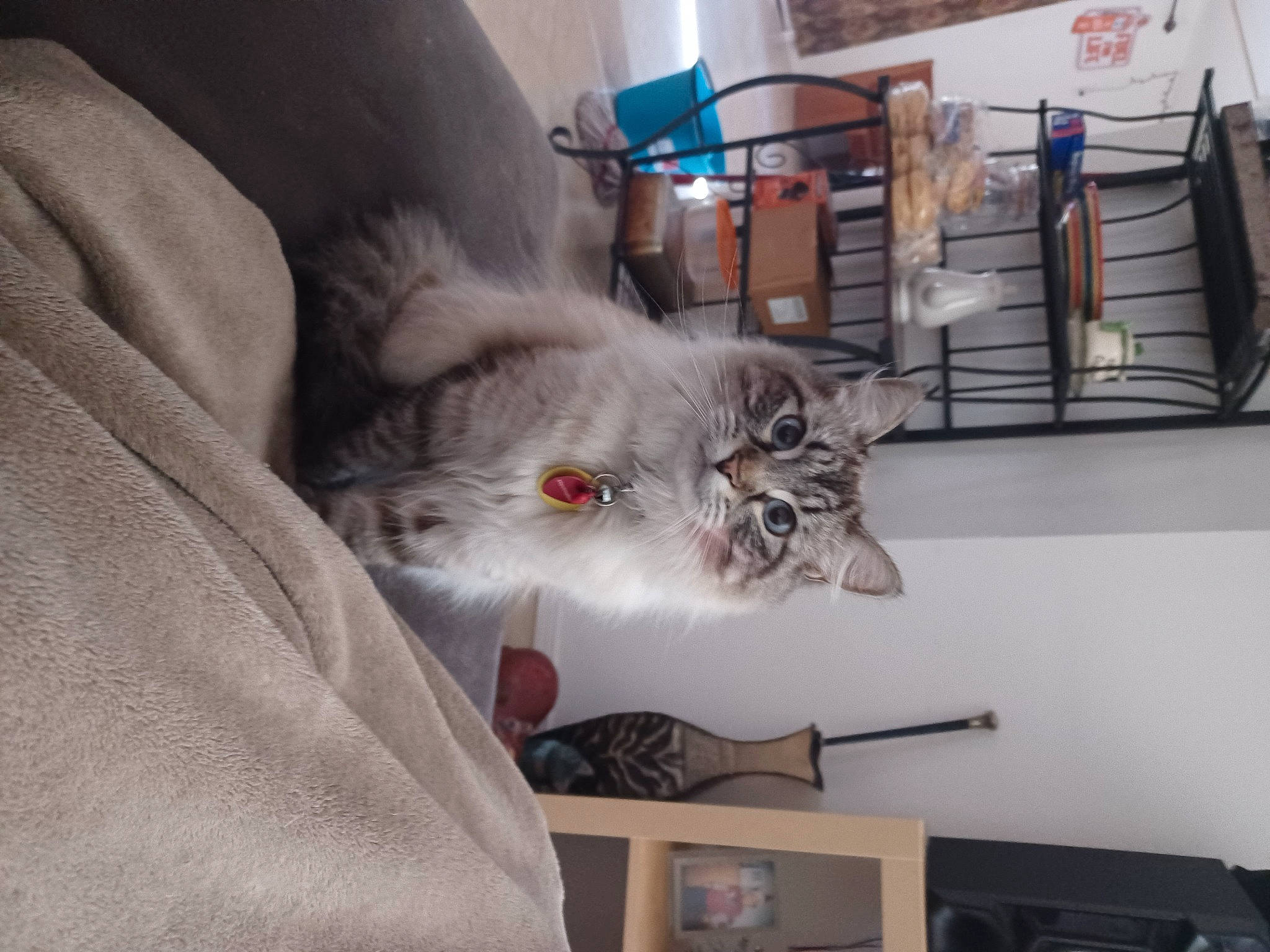 Marshmallow joined the competition — help win amazing prizes! carnivore, cat, comfort, domestic_short_haired_cat, felidae, fur, grey, paw, publication, room, shelf, shelving, small_to_medium_sized_cats, tail, whiskers, wood