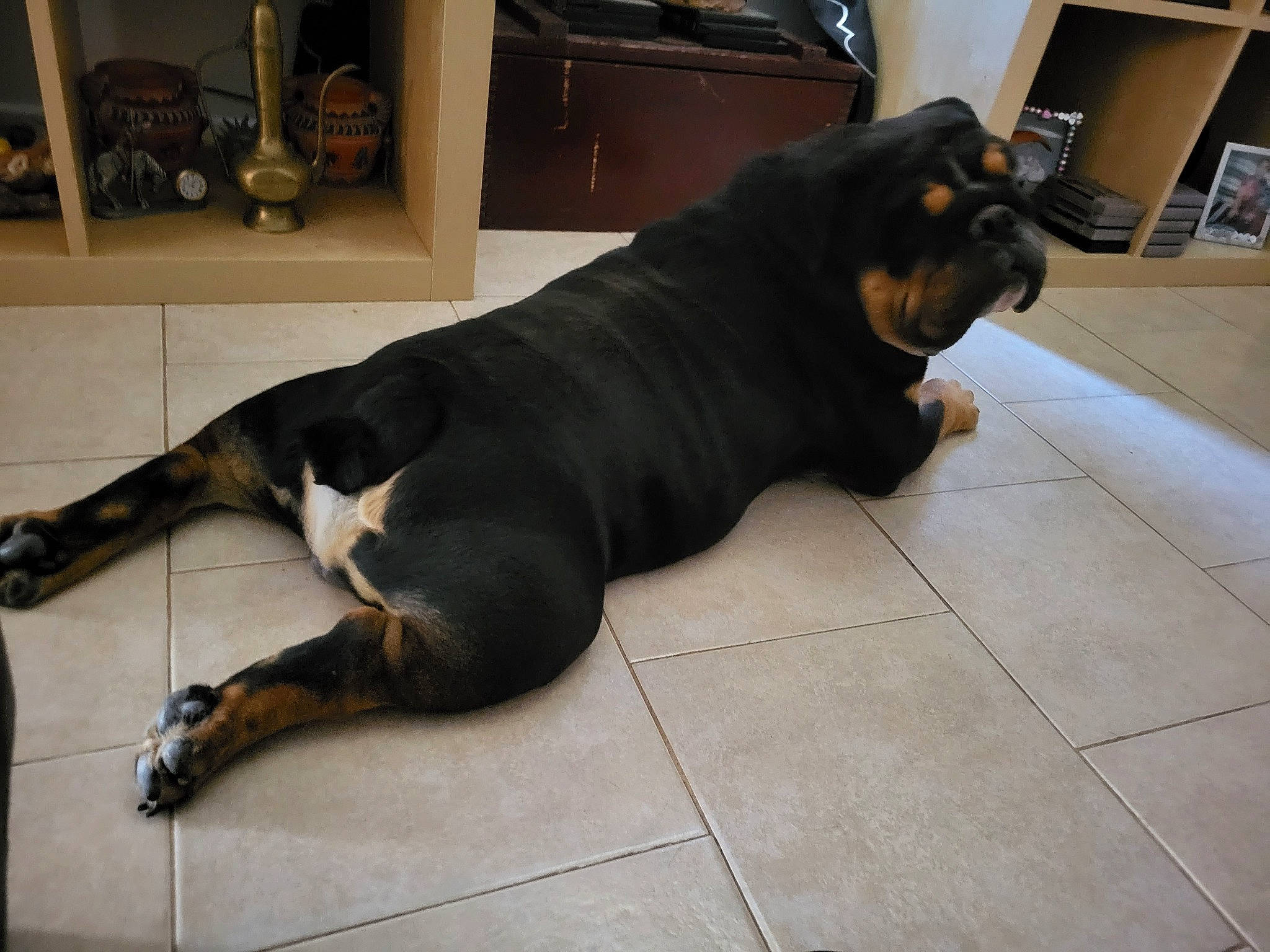 Boogie joined the competition — help win amazing prizes! canidae, carnivore, comfort, companion_dog, dog, dog_breed, fawn, floor, flooring, foot, fur, guard_dog, liver, pet_supply, snout, sporting_group, tail, terrestrial_animal, working_animal, working_dog