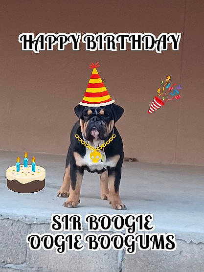 Boogie joined the competition — help win amazing prizes! advertising, baking, birthday_cake, cake_decorating, cake_decorating_supply, carnivore, companion_dog, dog, dog_breed, dog_supply, font, food, fun, guard_dog, icing, kuchen, logo, photo_caption, sugar_cake, working_dog