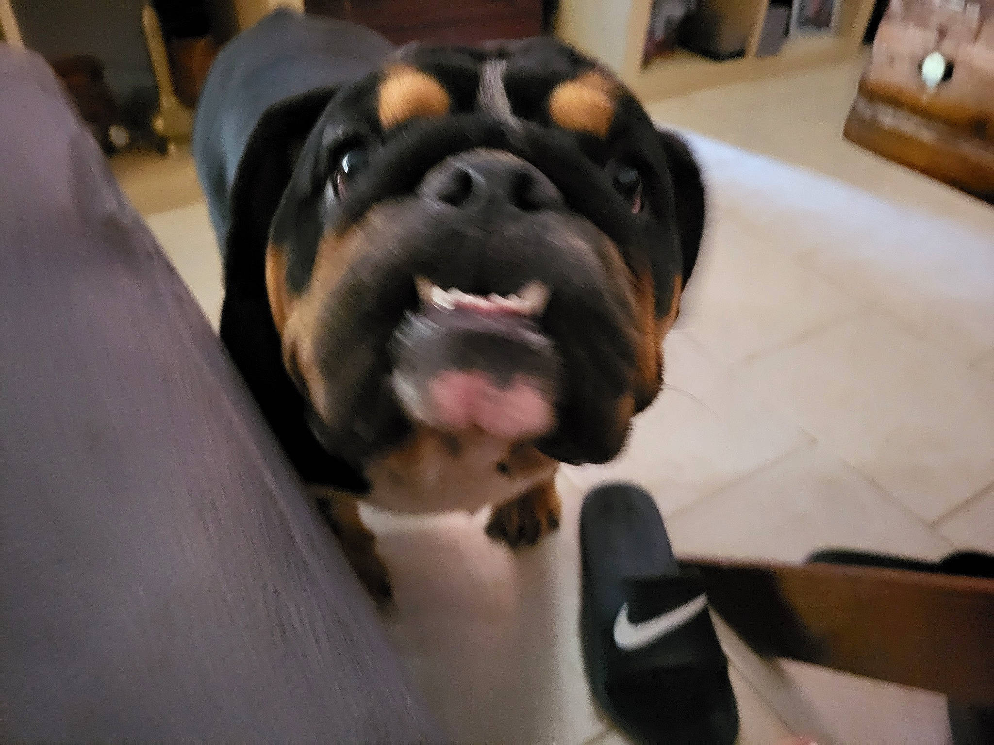 Boogie joined the competition — help win amazing prizes! cabinetry, canidae, carnivore, companion_dog, dog, dog_breed, fawn, flooring, fur, guard_dog, jaw, molosser, rottweiler, snout, sporting_group, terrestrial_animal, whiskers, wood, working_animal, working_dog