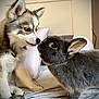 husky, puppy, rabbit, bed, indoor, animal, pet, fur, cute, closeup, friendship, nose_touch, cozy, soft_lighting, curious, young, fluffy, gray, white, pink_pillow