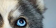 Alba participe au concours pour gagner de l'argent avec cette photo : dog, husky, close_up, blue_eye, fur, pet, animal, mammal, portrait, whiskers, snout, ear, cute, domestic_animal, canine, fluffy, face, looking, focus, indoor
