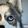 dog, husky, close_up, blue_eye, fur, pet, animal, mammal, portrait, whiskers, snout, ear, cute, domestic_animal, canine, fluffy, face, looking, focus, indoor