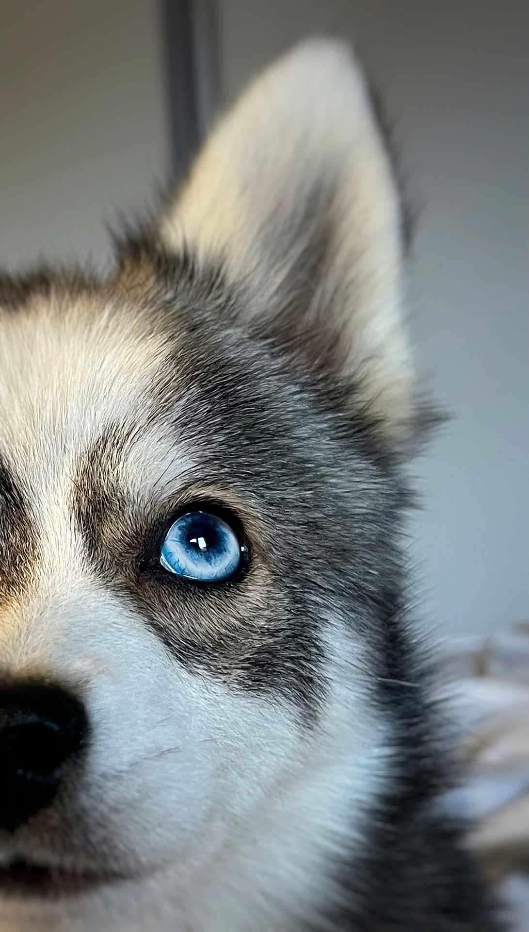 Alba participe au concours pour gagner de l'argent avec cette photo : dog, husky, close_up, blue_eye, fur, pet, animal, mammal, portrait, whiskers, snout, ear, cute, domestic_animal, canine, fluffy, face, looking, focus, indoor