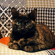 Fury a rejoint le concours — aidez-le/la à gagner de superbes lots ! cat, tortoiseshell, pet, animal, feline, green_eyes, sitting, indoor, chair, patterned_chair, patchwork, fur, whiskers, ears, cute, domestic_cat, resting, looking_at_camera, cozy, closeup