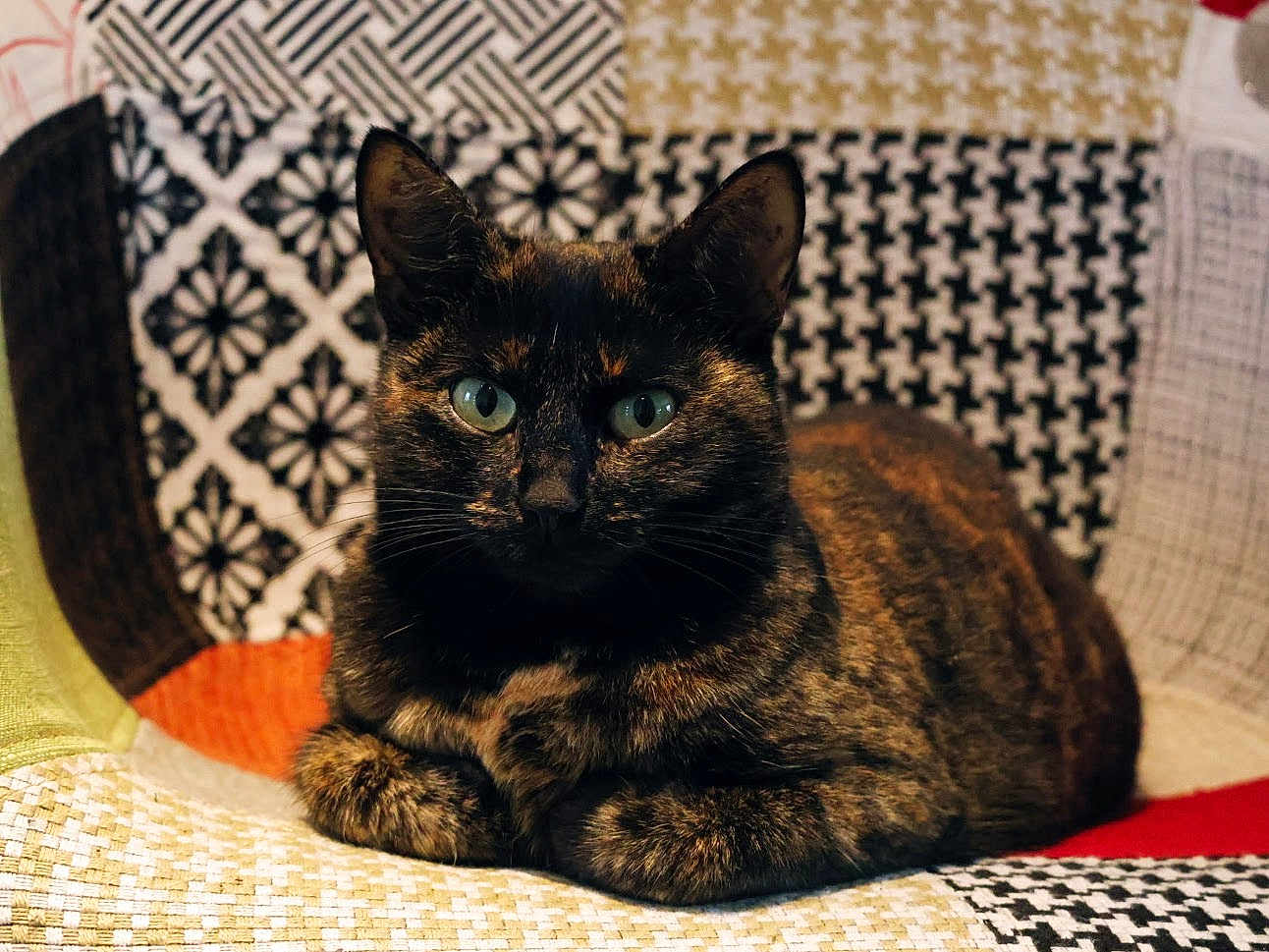 Fury a rejoint le concours — aidez-le/la à gagner de superbes lots ! cat, tortoiseshell, pet, animal, feline, green_eyes, sitting, indoor, chair, patterned_chair, patchwork, fur, whiskers, ears, cute, domestic_cat, resting, looking_at_camera, cozy, closeup