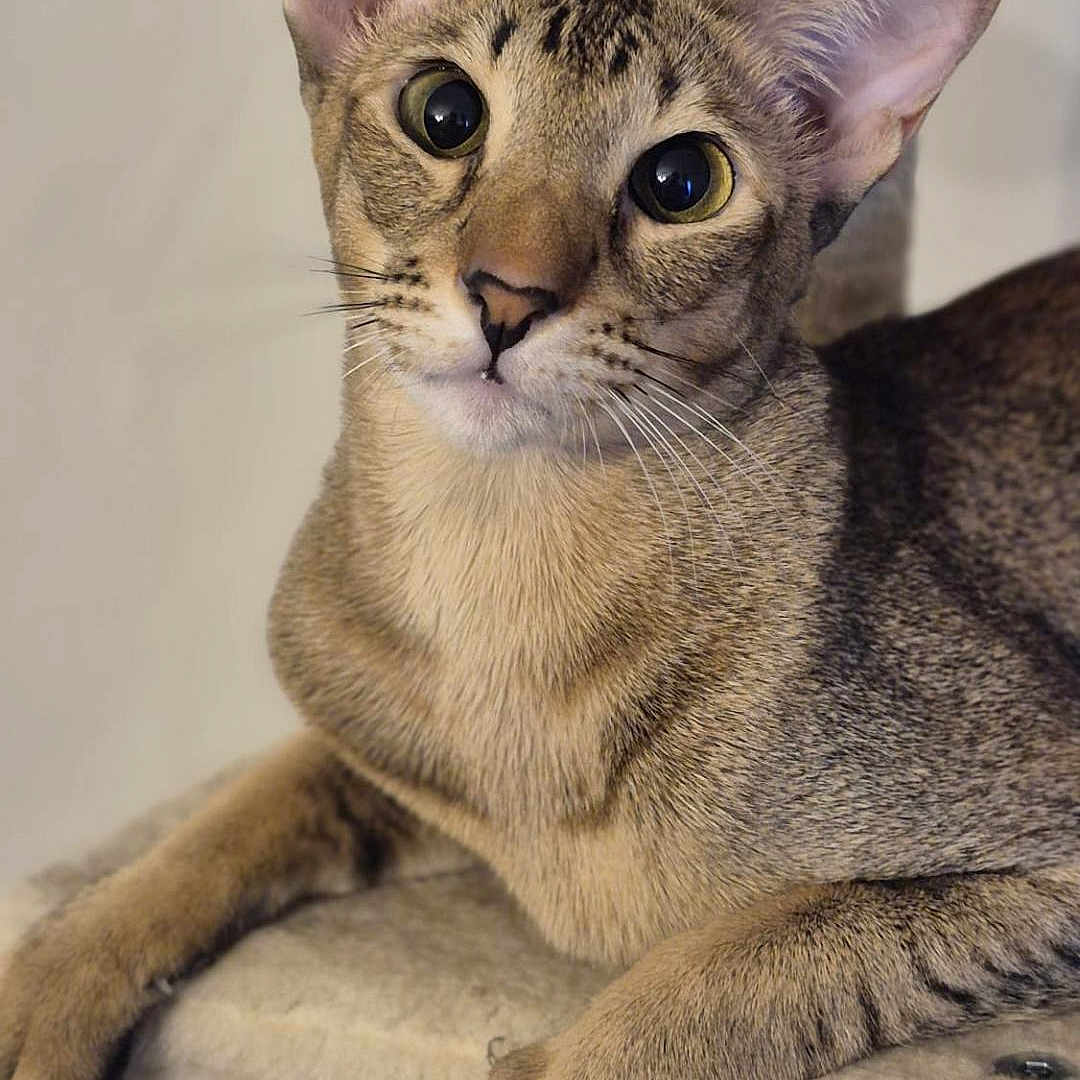 Arwenn a rejoint le concours — aidez-le/la à gagner de superbes lots ! cat, feline, pet, animal, portrait, close_up, large_ears, pointed_ears, wide_eyes, tabby, short_hair, brown_fur, striped_fur, whiskers, paws, lying_down, indoor, couch, curious, photography