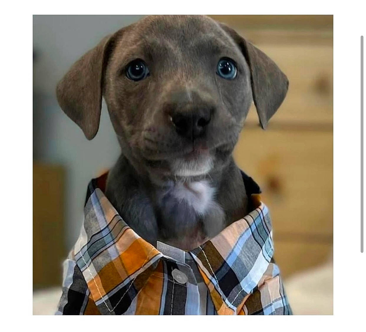 Colt joined the competition — help win amazing prizes! bow_tie, carnivore, collar, companion_dog, dog, dog_breed, dress_shirt, electric_blue, eye, fashion_accessory, hat, liver, pattern, plaid, sleeve, tartan, tie, whiskers, working_animal