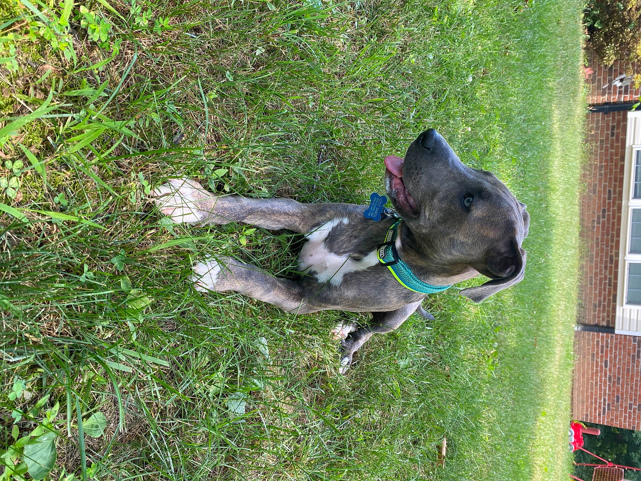 Colt joined the competition — help win amazing prizes! carnivore, collar, companion_dog, dog, dog_breed, dog_collar, dog_supply, grass, groundcover, guard_dog, pet_supply, plant, schnauzer, sporting_group, tail, terrestrial_animal, window, working_animal, working_dog