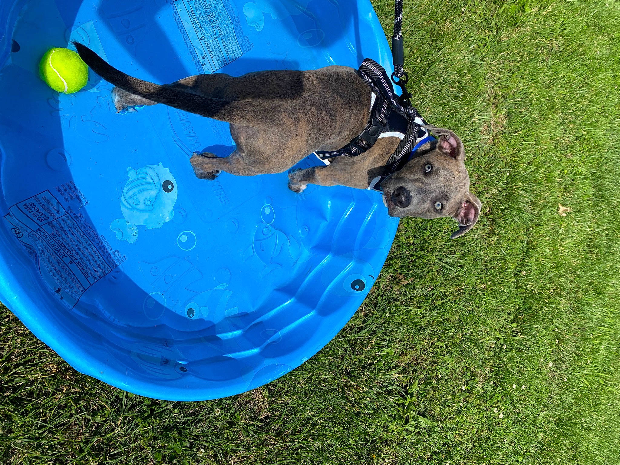 Colt joined the competition — help win amazing prizes! adventure, blue, carnivore, circle, companion_dog, dog, dog_breed, dog_sports, electric_blue, fun, grass, guard_dog, leash, leisure, liquid, pet_supply, recreation, sporting_group, sports_equipment, water