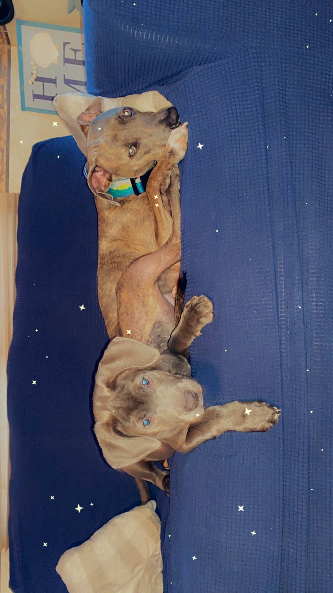 Cece joined the competition — help win amazing prizes! art, artifact, dog_breed, fawn, fur, stuffed_toy, tail, terrestrial_animal, toy, visual_arts, wood, working_animal