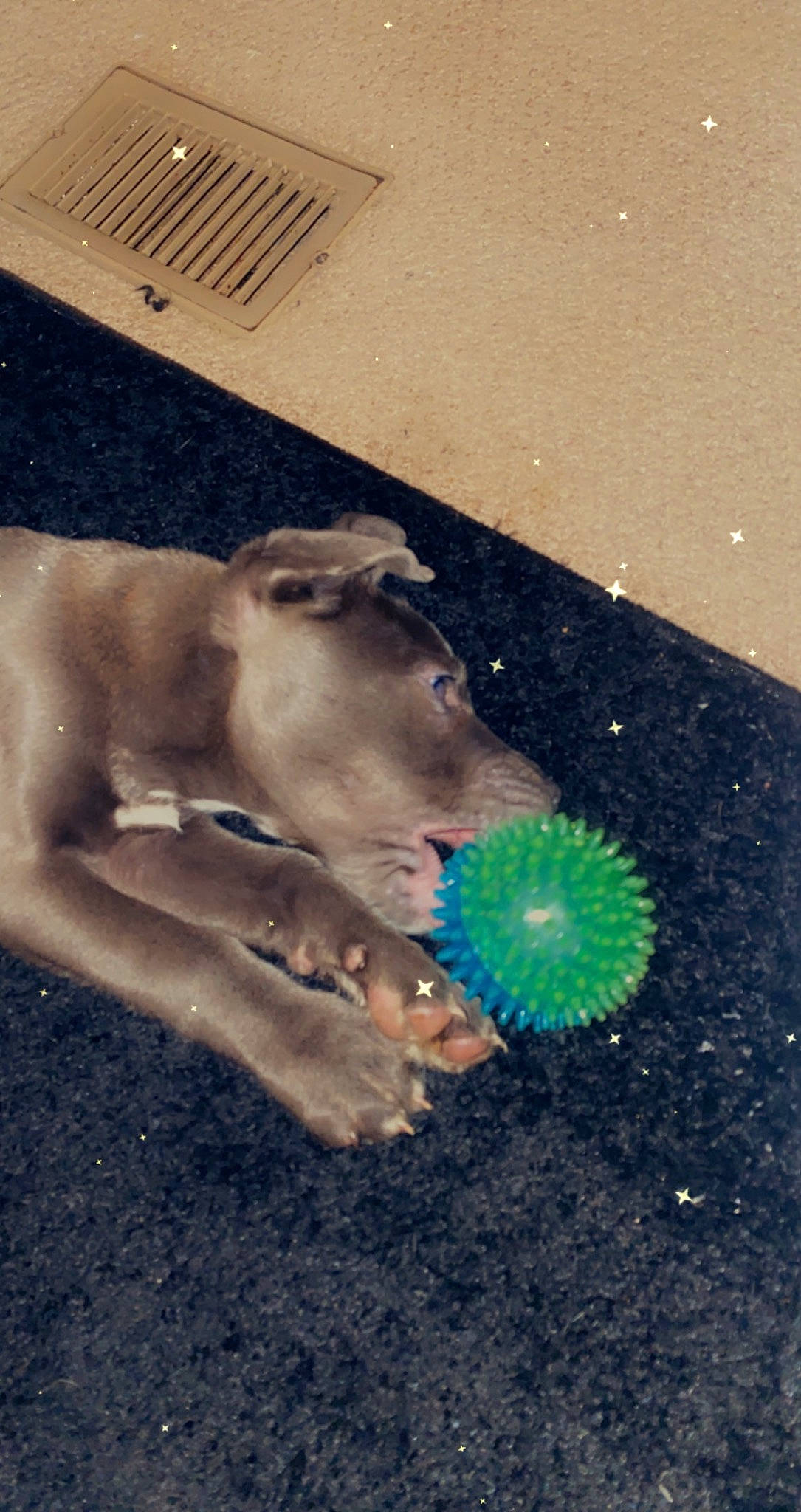 Cece is registered to the contest to win money with this photo: art, asphalt, chalk, circle, concrete, dog, electric_blue, fashion_accessory, flooring, foot, glass, grass, manhole, manhole_cover, road_surface, shadow, sidewalk, soil, tail, tar