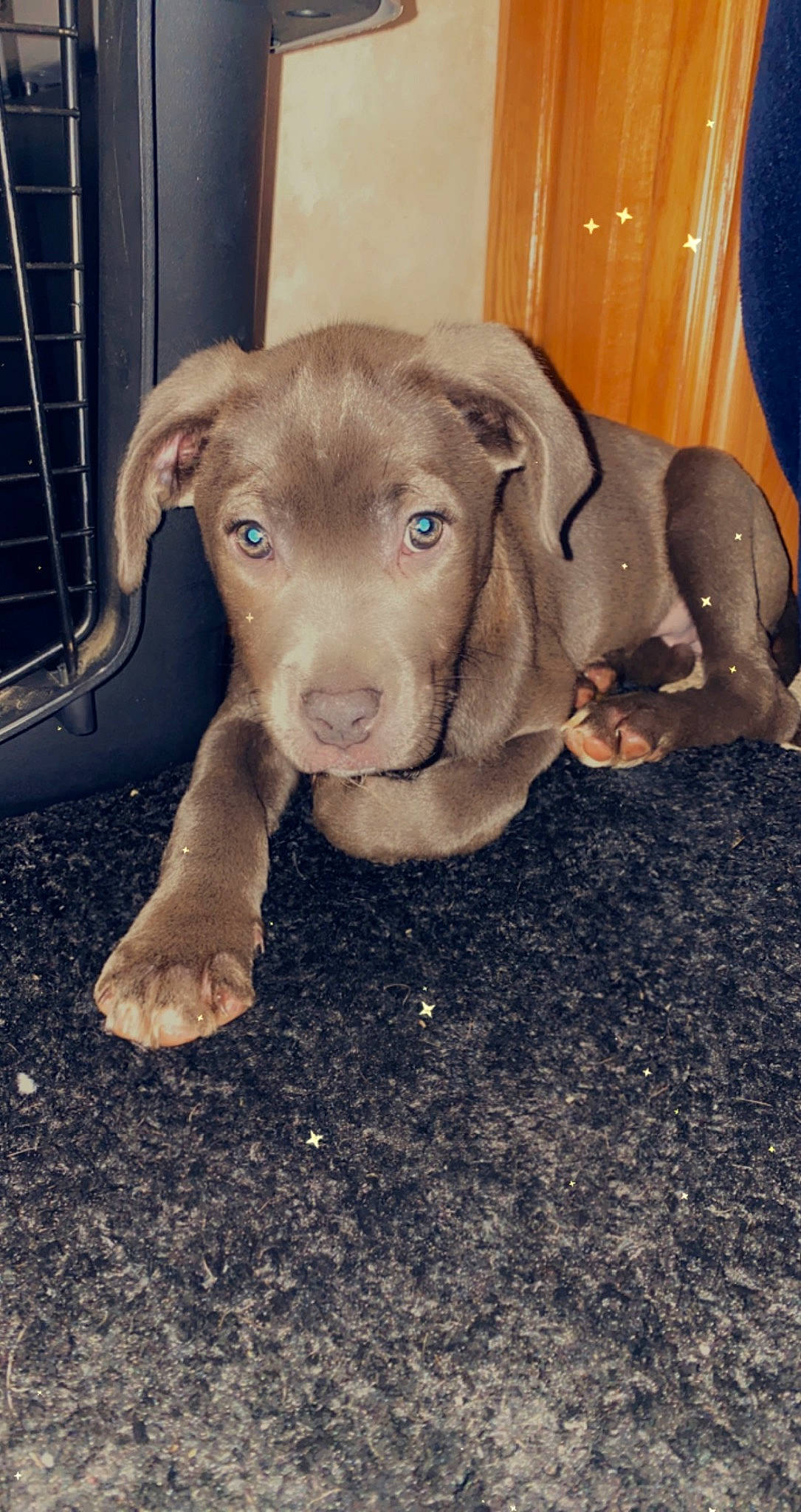 Cece joined the competition — help win amazing prizes! canidae, carnivore, companion_dog, dog, dog_breed, fawn, flooring, fur, gun_dog, hunting_dog, liver, paw, pet_supply, soil, sporting_group, tail, terrestrial_animal, whiskers, wood, working_animal