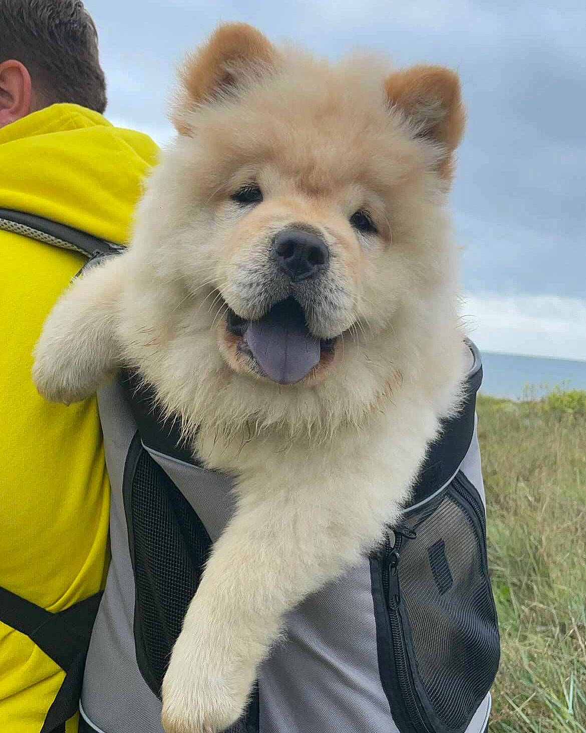 Seika participe au concours pour gagner de l'argent avec cette photo : bear, canidae, carnivore, cloud, companion_dog, dog, dog_breed, fur, grass, happy, love, non_sporting_group, sky, snout, terrestrial_animal