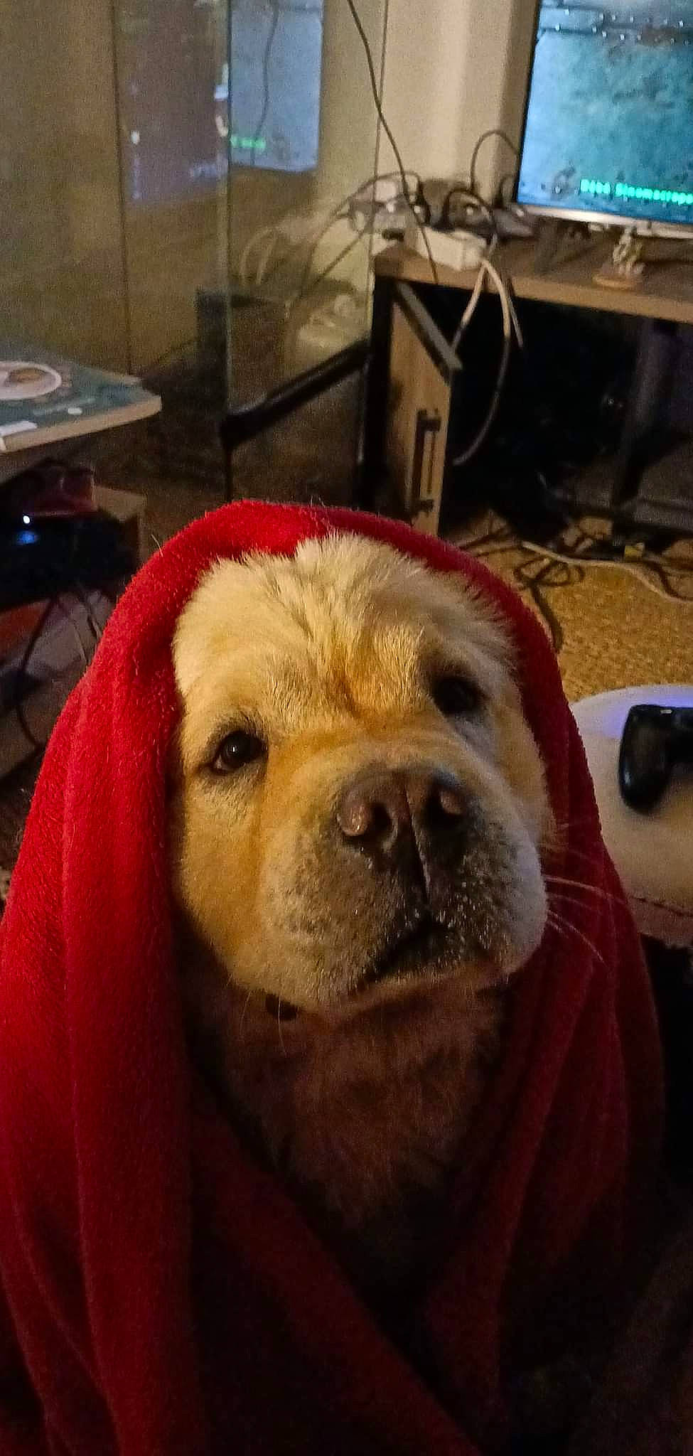 Seika participe au concours pour gagner de l'argent avec cette photo : canidae, carnivore, comfort, companion_dog, dog, dog_breed, eye, fawn, fur, hair, human_body, retriever, selfie, snout, sporting_group, table, terrestrial_animal, whiskers, working_animal