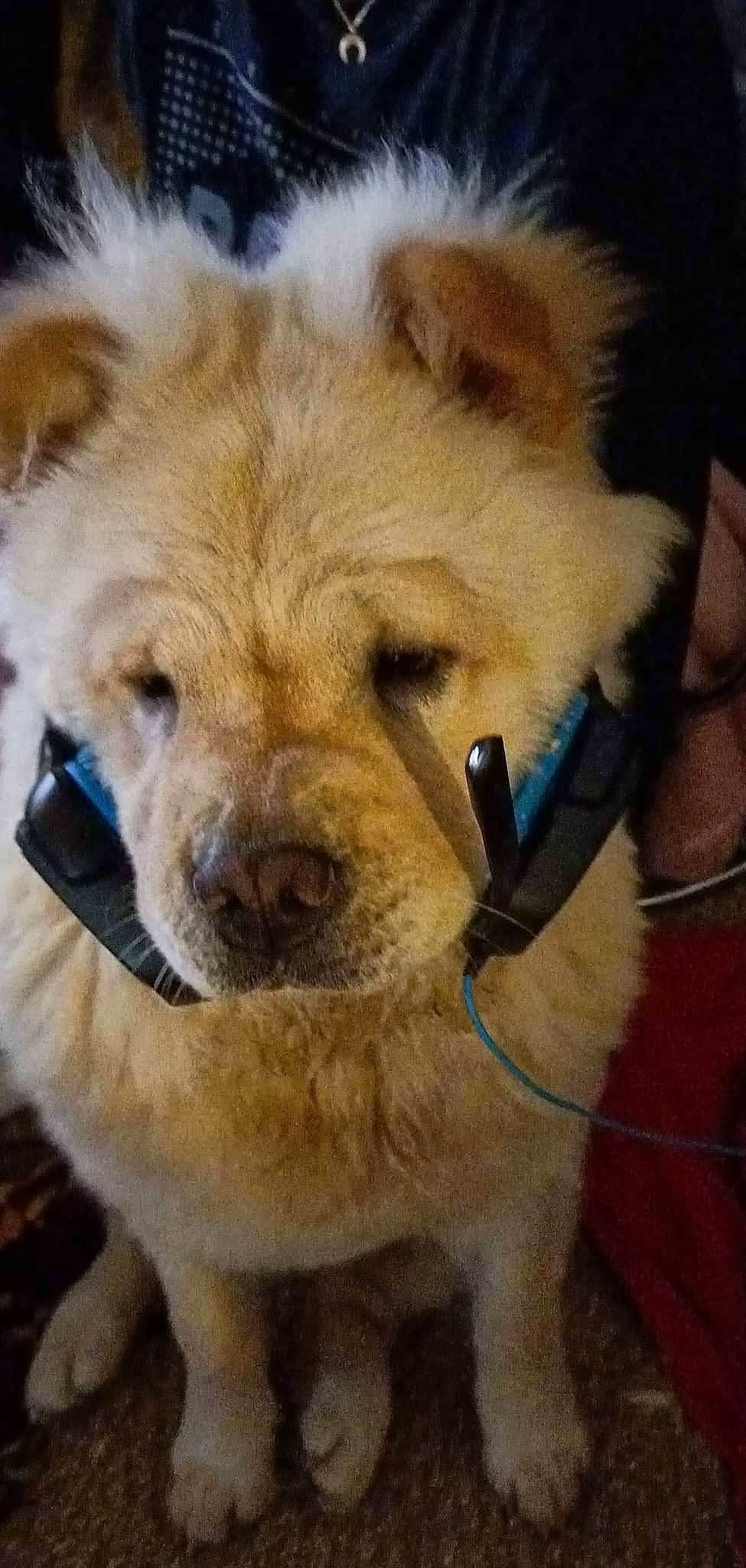 Seika participe au concours pour gagner de l'argent avec cette photo : ancient_dog_breeds, canidae, carnivore, companion_dog, dog, dog_breed, fawn, fur, non_sporting_group, puppy, snout, sporting_group, terrestrial_animal, whiskers, working_animal, working_dog