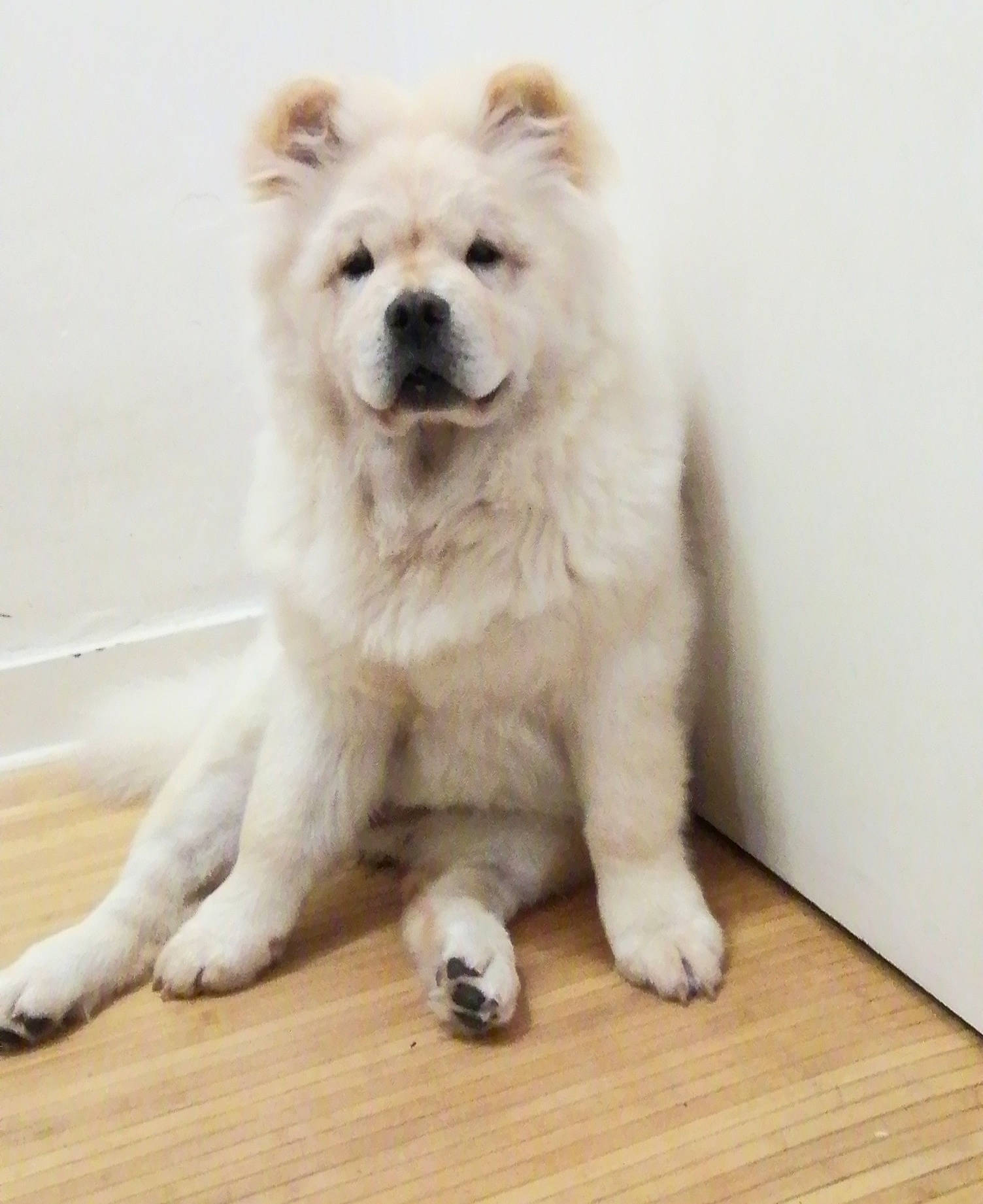 Seika a rejoint le concours — aidez-le/la à gagner de superbes lots ! canidae, carnivore, companion_dog, dog, dog_breed, flooring, fur, hardwood, indian_spitz, paw, plank, snout, sporting_group, tail, varnish, volpino_italiano, wood, wood_flooring, wood_stain, working_animal