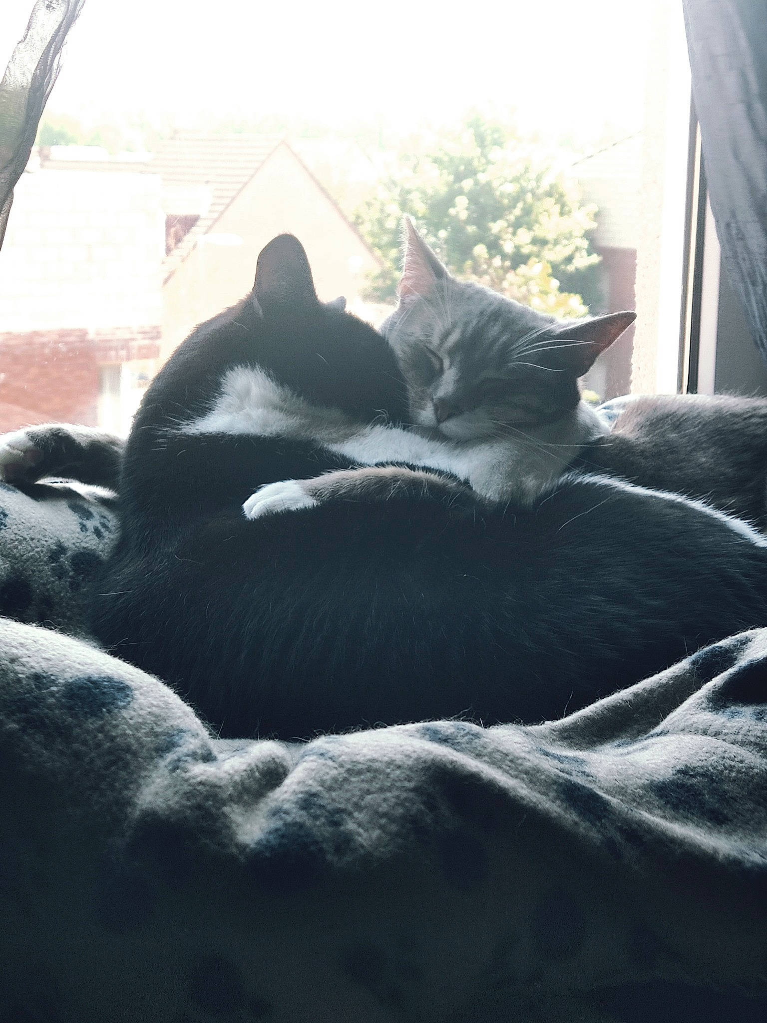 Princesse a rejoint le concours — aidez-le/la à gagner de superbes lots ! black_cat, carnivore, cat, comfort, domestic_short_haired_cat, felidae, fur, grey, linens, monochrome, monochrome_photography, morning, plant, sitting, small_to_medium_sized_cats, sunlight, tail, tints_and_shades, tree, whiskers