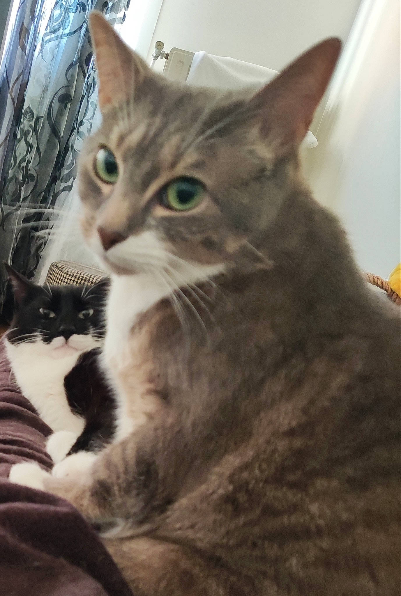 Princesse participe au concours pour gagner de l'argent avec cette photo : carnivore, cat, claw, domestic_short_haired_cat, felidae, fur, paw, photo_caption, small_to_medium_sized_cats, snout, tree, whiskers