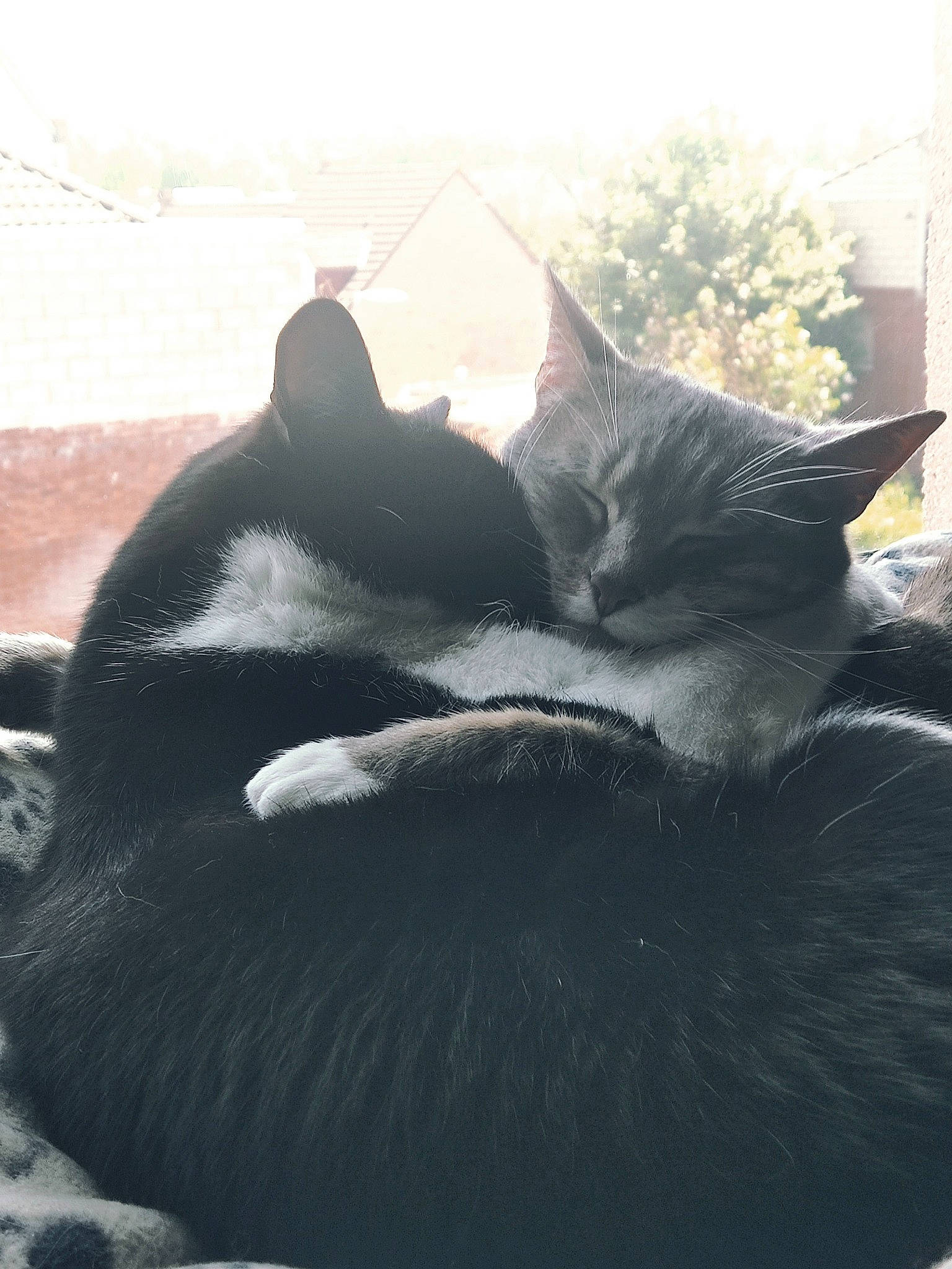 Princesse a rejoint le concours — aidez-le/la à gagner de superbes lots ! black_cat, carnivore, cat, cloud, comfort, domestic_short_haired_cat, felidae, fur, grey, monochrome_photography, nap, paw, sitting, sky, small_to_medium_sized_cats, sunlight, tail, tints_and_shades, tree, whiskers