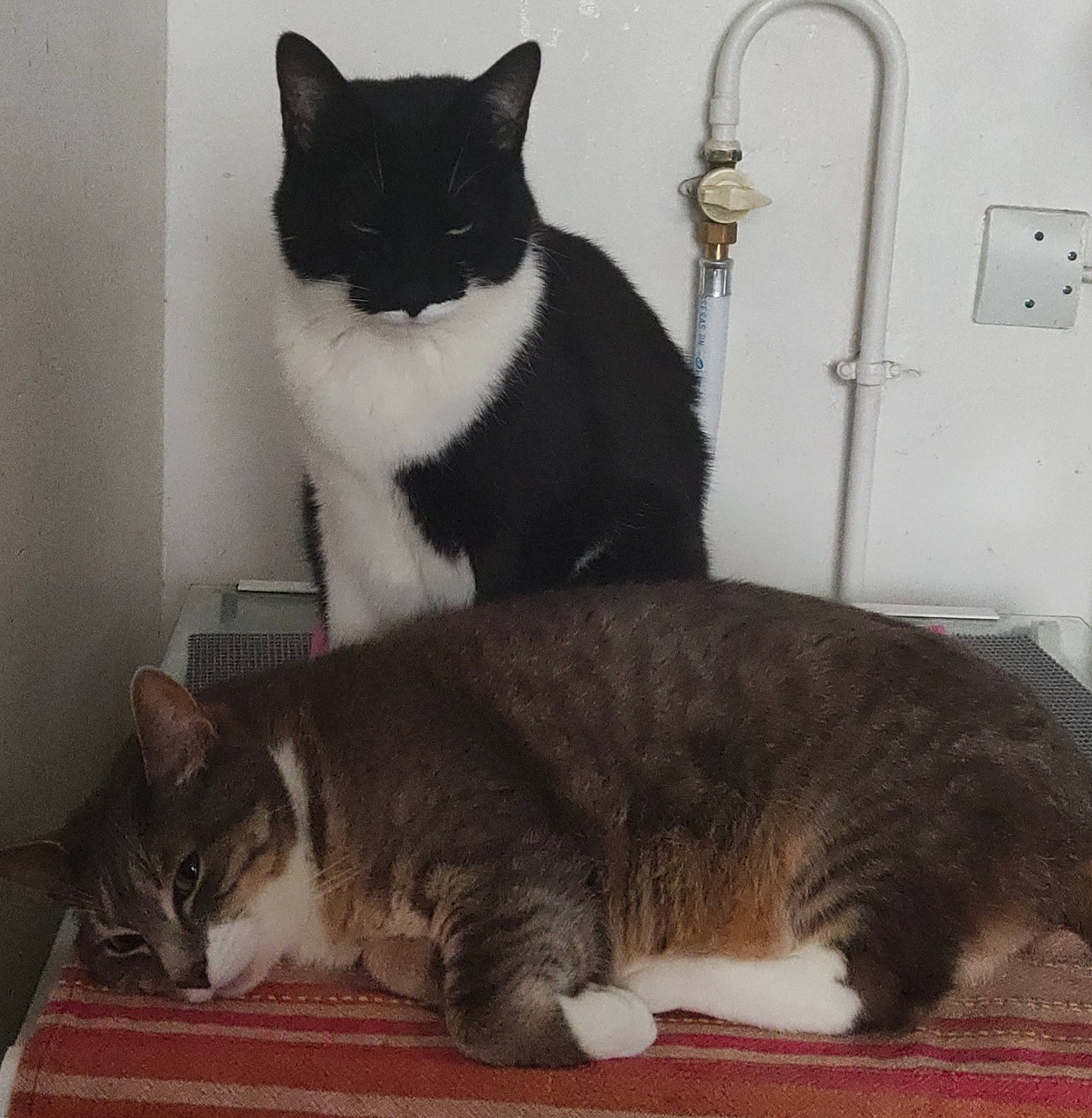 Felix participe au concours pour gagner de l'argent avec cette photo : carnivore, cat, cat_supply, claw, comfort, domestic_short_haired_cat, felidae, fur, grey, paw, pet_supply, room, sitting, small_to_medium_sized_cats, tail, vertebrate, wall_plate, whiskers, window