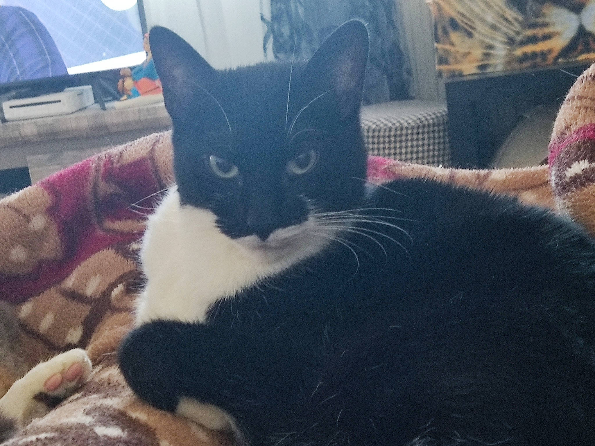 Felix participe au concours pour gagner de l'argent avec cette photo : black_cat, carnivore, cat, cloud, comfort, domestic_short_haired_cat, felidae, fur, grass, plant, sky, small_to_medium_sized_cats, snout, tail, tent, tints_and_shades, tree, umbrella, whiskers, window