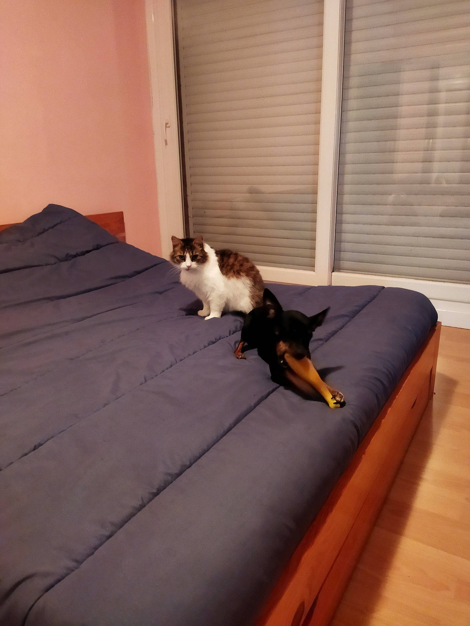 Bouba participe au concours pour gagner de l'argent avec cette photo : bed, brown, carnivore, cat, comfort, companion_dog, felidae, floor, flooring, fur, hardwood, laminate_flooring, linens, room, small_to_medium_sized_cats, tail, textile, whiskers, wood, wood_flooring