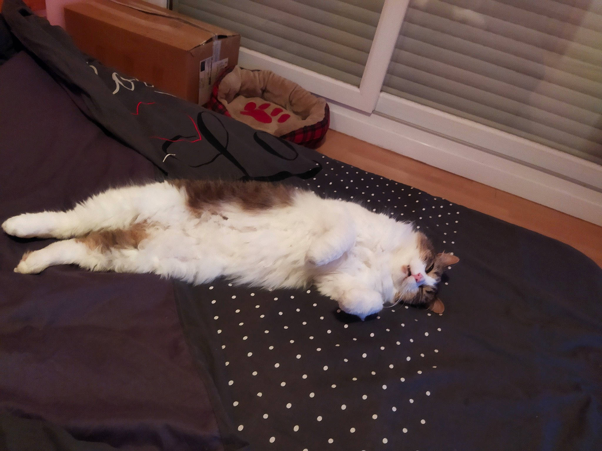 Bouba participe au concours pour gagner de l'argent avec cette photo : canidae, carnivore, cat, comfort, companion_dog, dog_breed, fawn, felidae, flooring, fur, hardwood, nap, paw, room, small_to_medium_sized_cats, sporting_group, tail, toy_dog, whiskers, wood