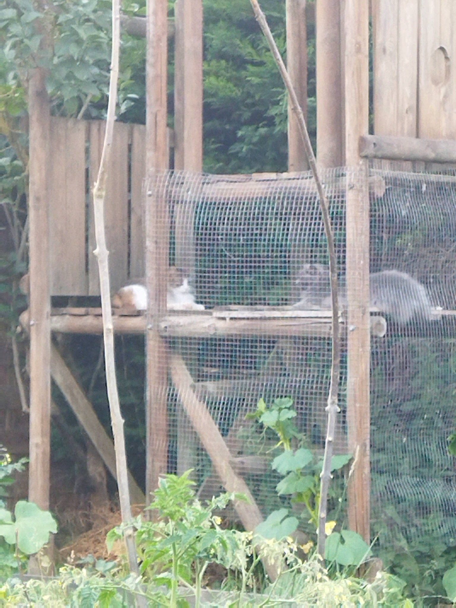 Bouba participe au concours pour gagner de l'argent avec cette photo : animal_shelter, cage, chain_link_fencing, fence, grass, groundcover, herb, home_fencing, landscape, mesh, metal, pet_supply, plant, soil, terrestrial_animal, terrestrial_plant, tree, wildlife, wire_fencing, wood
