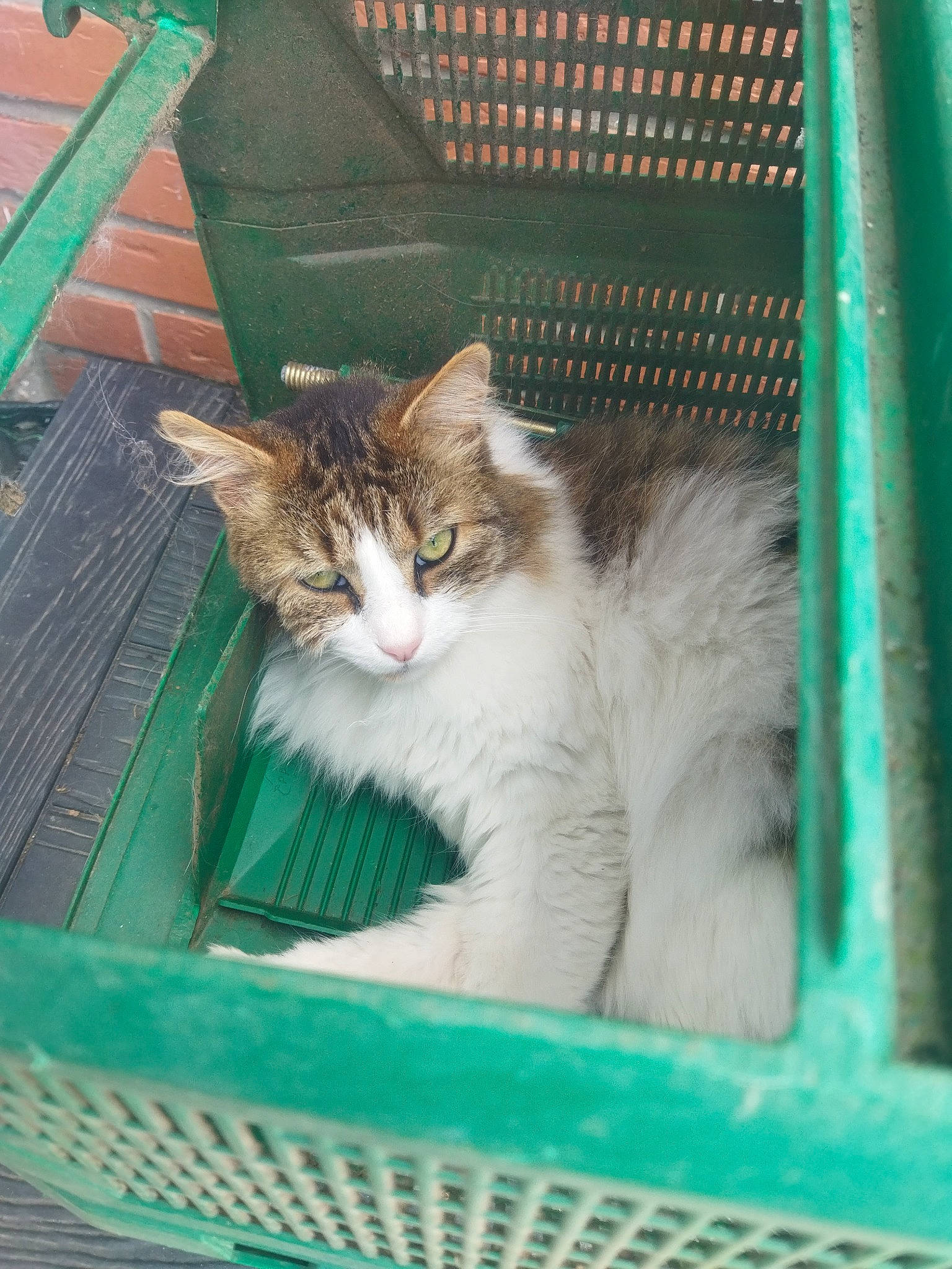 Bouba a rejoint le concours — aidez-le/la à gagner de superbes lots ! animal_shelter, basket, box, carnivore, cat, cat_supply, domestic_short_haired_cat, fawn, felidae, fur, grass, mesh, pet_supply, small_to_medium_sized_cats, snout, tail, whiskers, wicker, window, wood