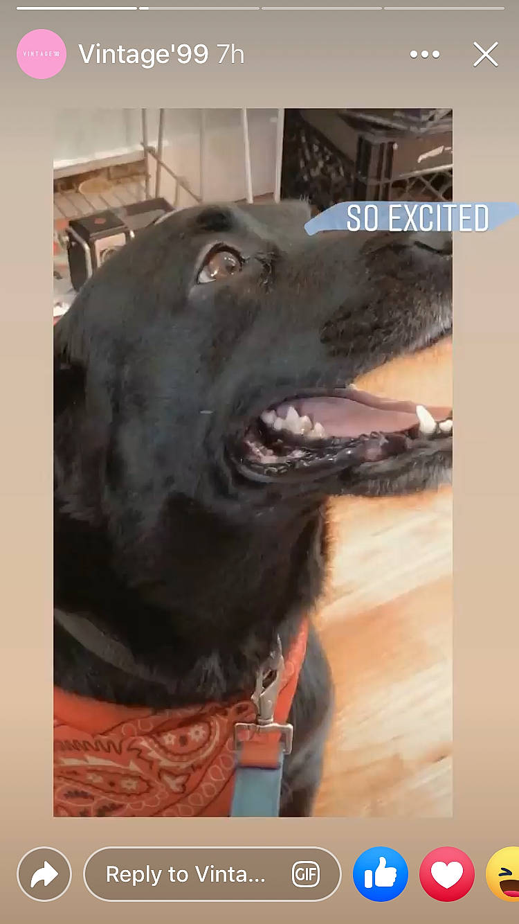 Bleu Jack Daniels is registered to the contest to win money with this photo: american_pit_bull_terrier, canidae, carnivore, dog, dog_breed, jaw, labrador_retriever, mouth, photo_caption, photography, retriever, snout, sporting_group