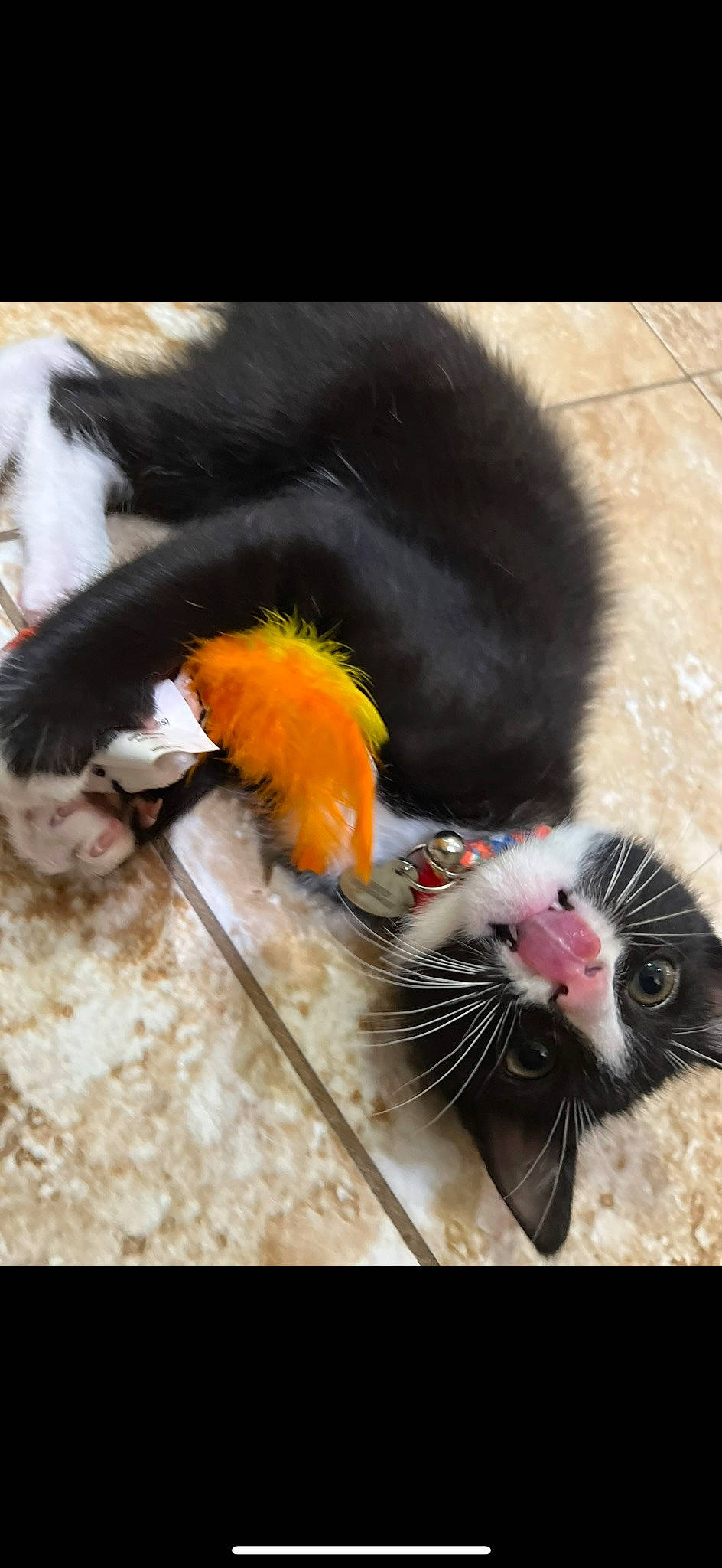 Enzo joined the competition — help win amazing prizes! carnivore, cat, cat_toy, claw, felidae, foot, fur, mammal, natural_material, nose, organism, paw, small_to_medium_sized_cats, snout, tail, terrestrial_animal, toe, whiskers, wildlife