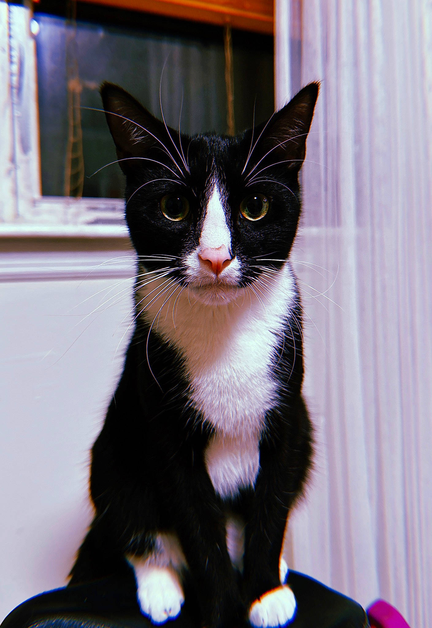 Enzo joined the competition — help win amazing prizes! carnivore, cat, curtain, domestic_short_haired_cat, felidae, fur, iris, paw, pet_supply, small_to_medium_sized_cats, snout, tail, terrestrial_animal, whiskers, window