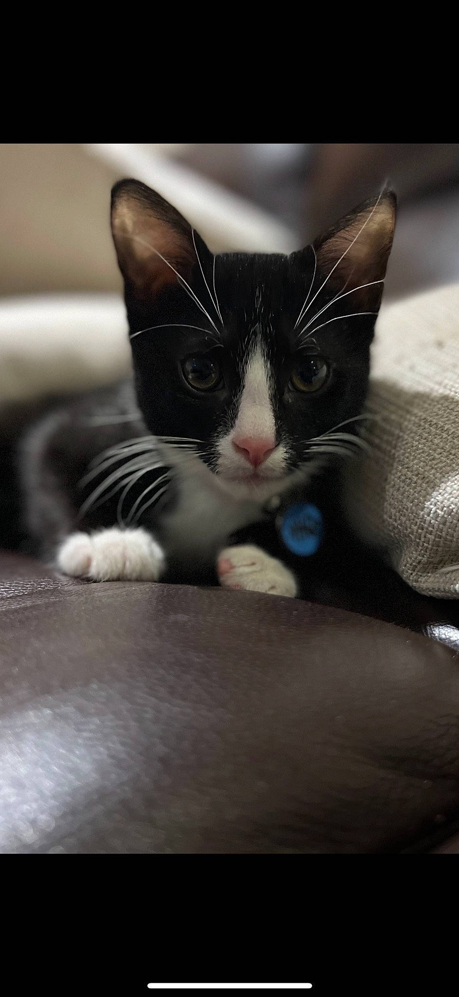 Enzo is registered to the contest to win money with this photo: carnivore, cat, claw, comfort, domestic_short_haired_cat, eye, felidae, foot, fur, grey, head, human_leg, monochrome, monochrome_photography, paw, small_to_medium_sized_cats, snout, tail, terrestrial_animal, whiskers