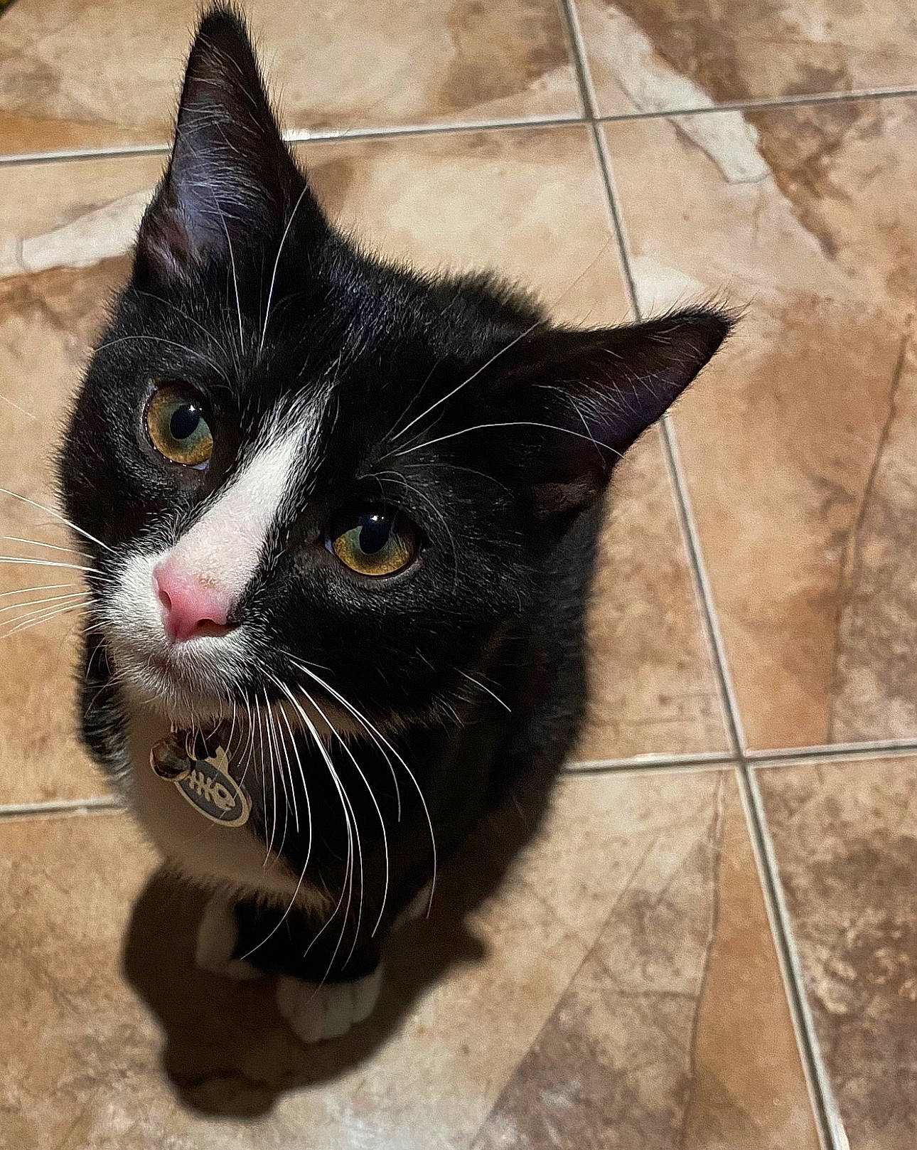 Enzo joined the competition — help win amazing prizes! black_cat, carnivore, cat, claw, domestic_short_haired_cat, felidae, flooring, foot, fur, grey, paw, small_to_medium_sized_cats, snout, tail, terrestrial_animal, tile_flooring, whiskers, window