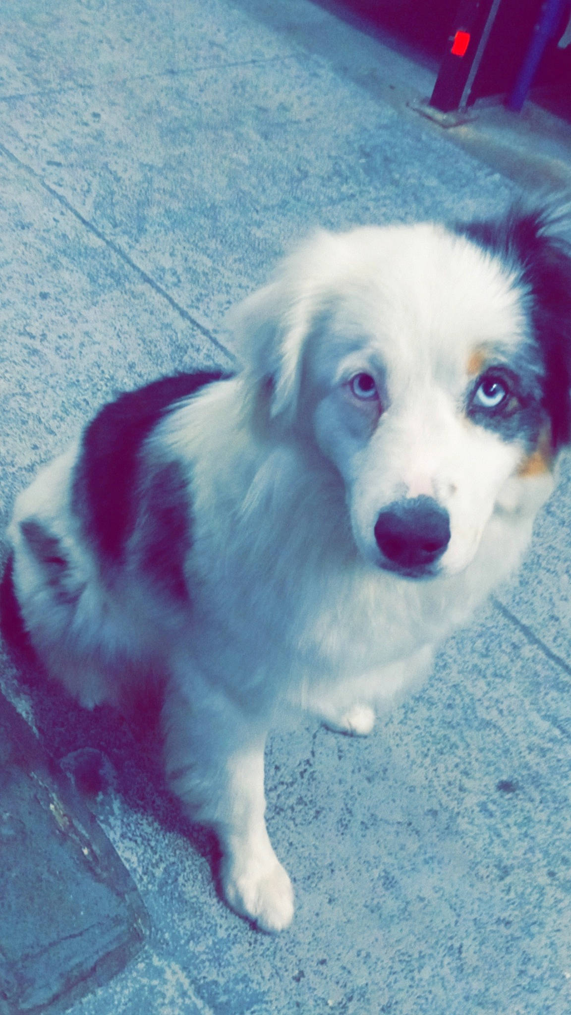 Faith joined the competition — help win amazing prizes! canidae, carnivore, companion_dog, dog, dog_breed, electric_blue, fur, herding_dog, non_sporting_group, snout, sporting_group, whiskers, working_animal, working_dog