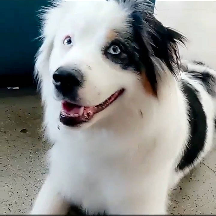 Faith joined the competition — help win amazing prizes! ancient_dog_breeds, art, border_collie, canidae, carnivore, collar, companion_dog, dog, dog_breed, fang, fur, happy, herding_dog, shout, snout, sporting_group, terrestrial_animal, whiskers, working_animal, working_dog