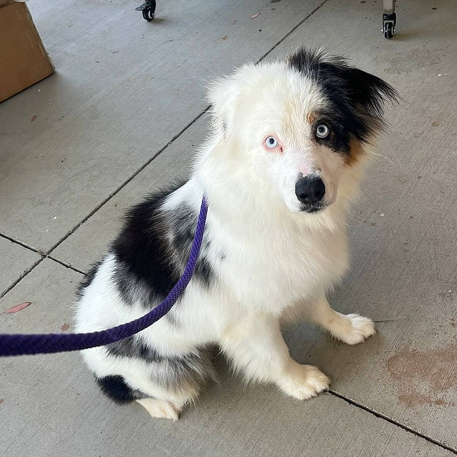 Faith is registered to the contest to win money with this photo: ancient_dog_breeds, canidae, carnivore, collar, companion_dog, dog, dog_breed, flooring, fur, herding_dog, non_sporting_group, paw, snout, sporting_group, tail, toy_dog, whiskers, working_animal, working_dog