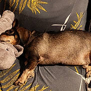 Youka a rejoint le concours — aidez-le/la à gagner de superbes lots ! animal_toy, brown_fur, comfort, couch, cozy, dachshund, dog, elephant, furniture, golden_leaf, home, indoor, nap, pattern, pet, plush_toy, resting, sleeping, sofa, stuffed_animal