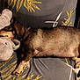 animal_toy, brown_fur, comfort, couch, cozy, dachshund, dog, elephant, furniture, golden_leaf, home, indoor, nap, pattern, pet, plush_toy, resting, sleeping, sofa, stuffed_animal