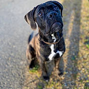 Valour a rejoint le concours — aidez-le/la à gagner de superbes lots ! dog, black_dog, pet, animal, outdoor, sitting, gravel_path, white_patch, collar, looking_up, close_up, portrait, ears, brown_eyes, nature, daylight, cute, loyal, canine, waiting