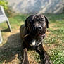 Valour a rejoint le concours — aidez-le/la à gagner de superbes lots ! dog, black_dog, grass, outdoor, stick, playful, pet, canine, animal, sunlight, backyard, nature, relaxed, tongue, chewing, summer, daytime, plastic_chair, shadow, happy