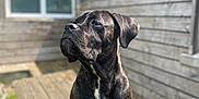 Valour participe au concours pour gagner de l'argent avec cette photo : dog, brindle, sitting, outdoor, wooden_bench, sunlight, house, window, fence, pet, canine, animal, portrait, daylight, fur, ears, snout, nose, quiet, relaxed