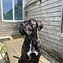 dog, brindle, sitting, outdoor, wooden_bench, sunlight, house, window, fence, pet, canine, animal, portrait, daylight, fur, ears, snout, nose, quiet, relaxed
