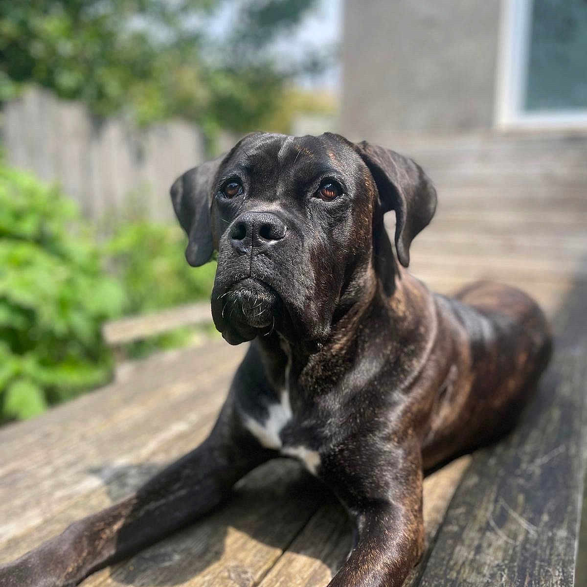 Valour participe au concours pour gagner de l'argent avec cette photo : animal, background_blur, black, brindle, brown, canine, daytime, dog, ears, fur, house, nature, outdoor, pet, portrait, relaxed, sitting, snout, sunlight, wooden_deck