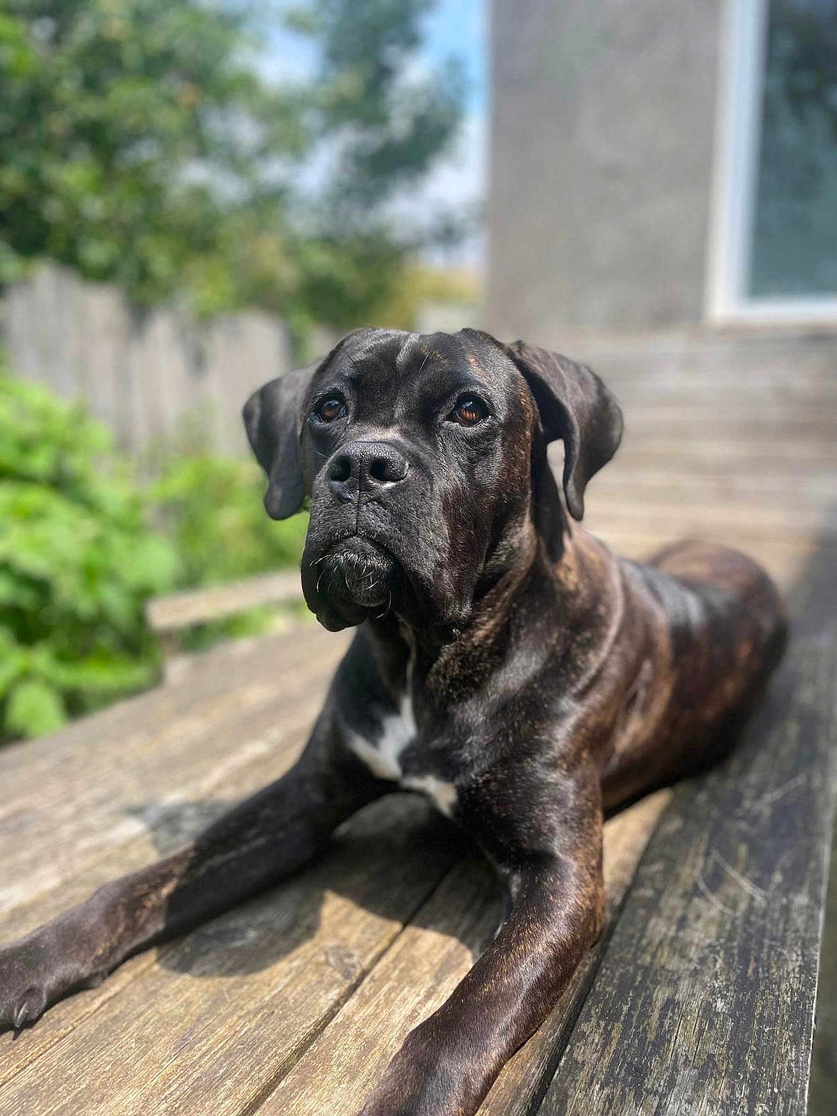 Valour participe au concours pour gagner de l'argent avec cette photo : dog, brindle, outdoor, wooden_deck, sunlight, pet, canine, animal, portrait, relaxed, brown, black, ears, snout, fur, sitting, daytime, nature, background_blur, house